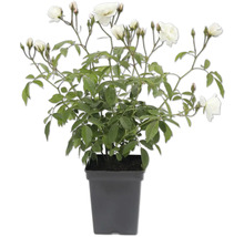 Ros i kruka med vita blommor och gröna blad