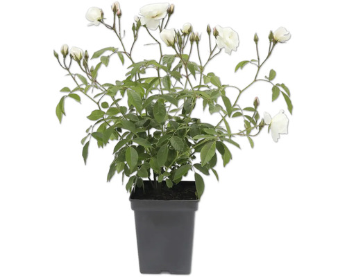 Ros i kruka med vita blommor och gröna blad