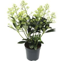 Skimmia i kruka med gröna blad och blommor