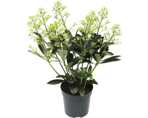 Skimmia i kruka med gröna blad och blommor