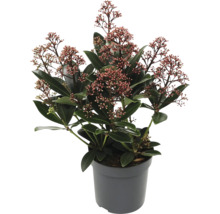 Skimmia i kruka med blad och blommor