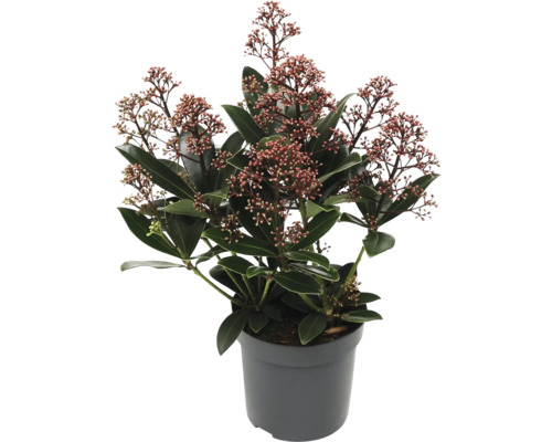 Skimmia i kruka med blad och blommor
