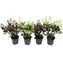 Skimmia i kruka med blomställningar