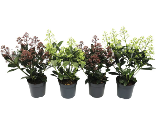 Skimmia i kruka med blomställningar