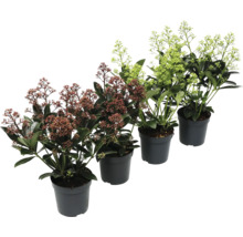 Skimmia i kruka
