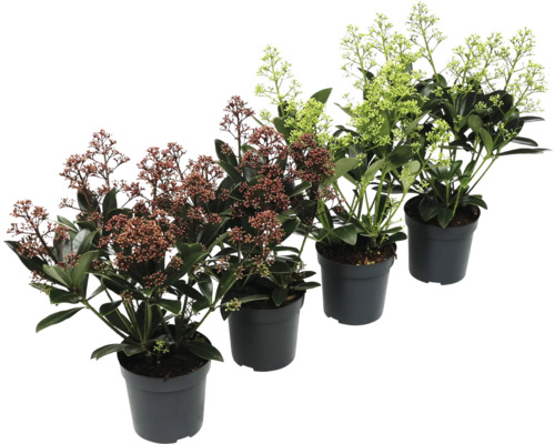 Skimmia i kruka