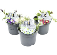 Tre krukväxter av släktet pulsatilla med blommor