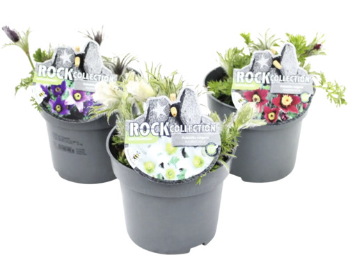 Tre krukväxter av släktet pulsatilla med blommor