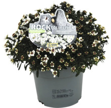 Slöjblomma i kruka med Rock Collection etikett