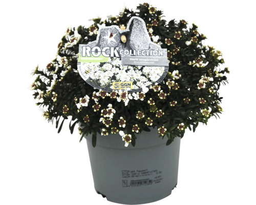 Slöjblomma i kruka med Rock Collection etikett