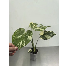 Monstera krukväxt