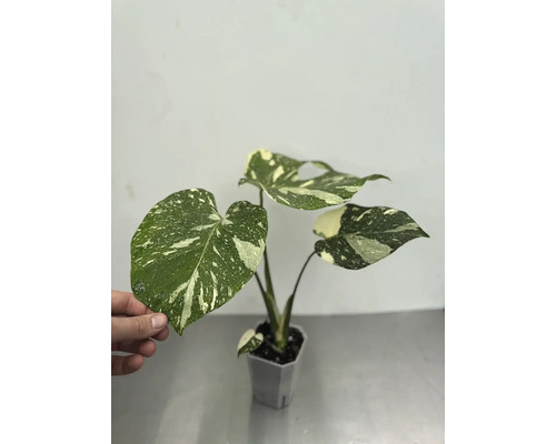 Monstera krukväxt