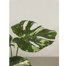 Monstera krukväxt med variegerade blad
