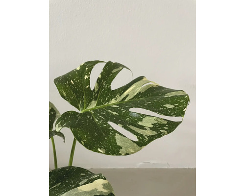 Monstera krukväxt med variegerade blad