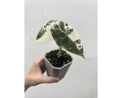 Alocasia krukväxt