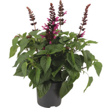 Ananassalvia växt i kruka