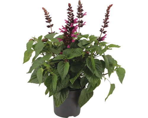 Ananassalvia växt i kruka