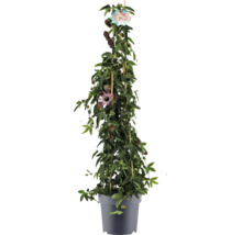 Passionsblomma i kruka med spaljé