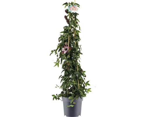 Passionsblomma i kruka med spaljé