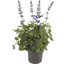 Salviaplanta i kruka