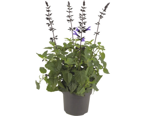 Salviaplanta i kruka