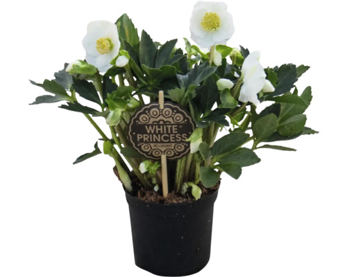 Julros White Princess i kruka