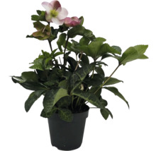 Julros i kruka med blomma