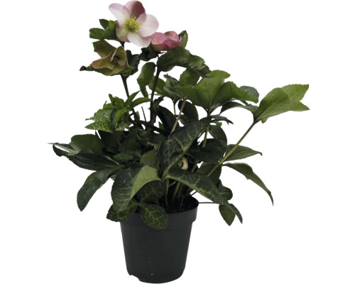 Julros i kruka med blomma