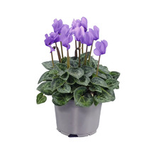 Krukväxtcyklamen med lila blommor