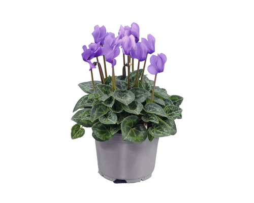 Krukväxtcyklamen med lila blommor