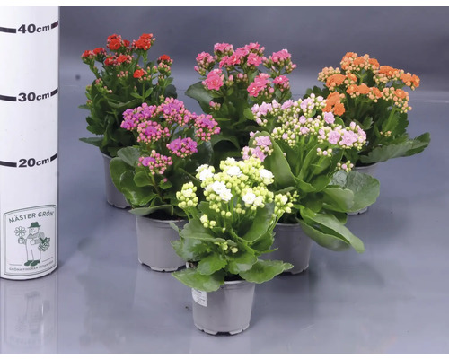 Flerfärgade Kalanchoe-växter i krukor