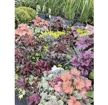 Olika alunrotväxter och andra växter i en plantskola.