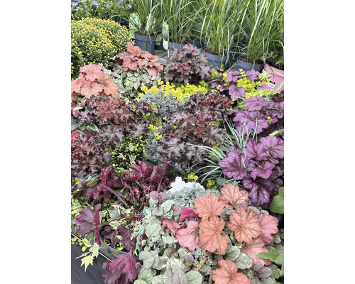 Olika alunrotväxter och andra växter i en plantskola.