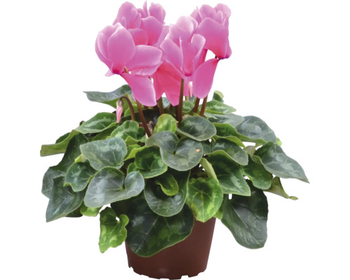Cyklamen i kruka med rosa blommor och gröna blad.
