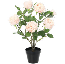 Rosbuske i svart kruka