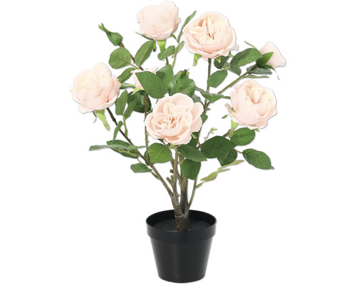 Rosbuske i svart kruka