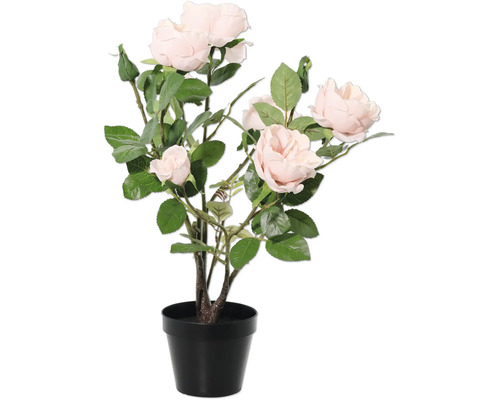 Rosbuske i kruka för inomhusbruk