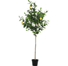 Citronträd i kruka med gröna blad och gula citroner