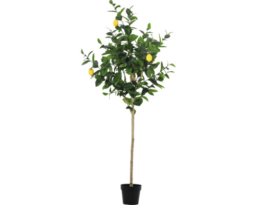 Citronträd i kruka med gröna blad och gula citroner