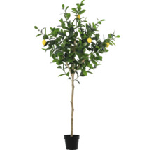 Citron träd i kruka med gröna blad och gula frukter