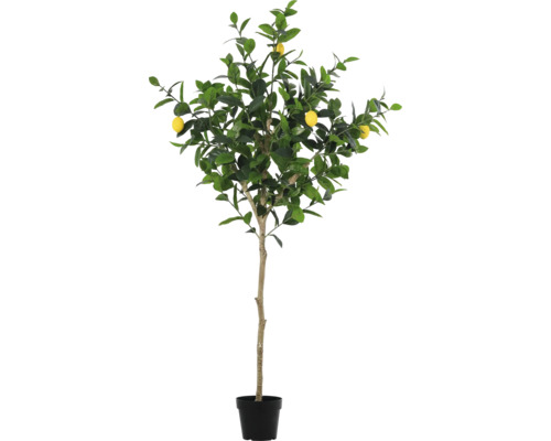 Citron träd i kruka med gröna blad och gula frukter