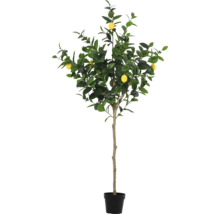 Citronträd i kruka som dekoration