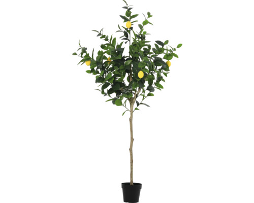 Citronträd i kruka som dekoration
