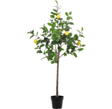 Citronträd i kruka med gula citroner och gröna blad