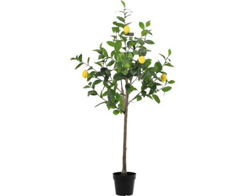 Citronträd i kruka med gula citroner och gröna blad