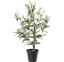 Olivträd i kruka som krukväxt