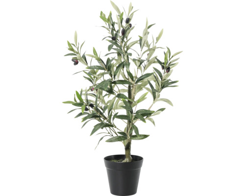 Olivträd i kruka som krukväxt