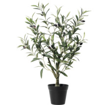Olivträd i kruka som dekoration