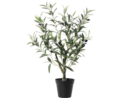 Olivträd i kruka som dekoration