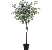 Eukalyptusträd i kruka som dekoration